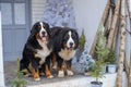 two Bernese Mountain Dogs on background of a blue and white veranda of wooden house