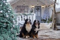 two Bernese Mountain Dogs on background of a blue and white veranda of wooden house