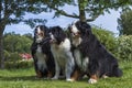 Two Bernese Mountain Dogs and one Landseer ECT Royalty Free Stock Photo