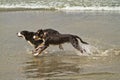 Two Bernese Mountain Dogs Running in the Ocean