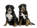 Two Bernese mountain dogs sitting