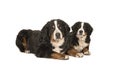 Two bernese mountain dogs young and adult lying down looking at