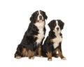 Two bernese mountain dogs young and adult sitting looking at the