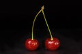 Two berries of a ripe red cherry are connected by a petiole Royalty Free Stock Photo