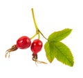 Two berries ripe rose hips on a branch with leaves Royalty Free Stock Photo