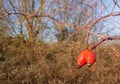 Two berries of rose hip