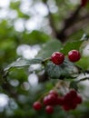 Two berries of viburnum on a branch