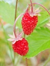 Two berries of wild strawberry in forest in summer