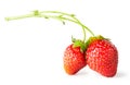 Two berry red strawberry on branch Royalty Free Stock Photo