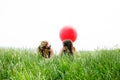 Two best girl friends laying on the grass Royalty Free Stock Photo