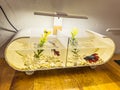 Two betta fish in a mini aquarium - ikan cupang