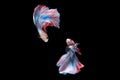 Two betta siamese fighting fish Double tail grizzle in blue white red color