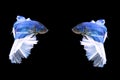 fighting fish in Thailand on isolated black background. The moving moment beautiful of blue Royalty Free Stock Photo