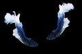 Two betta splendens fighting fish Thailand on isolated black background. The moving moment beautiful of blue&white Siamese Royalty Free Stock Photo