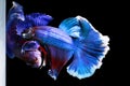 Two bettafish playing Royalty Free Stock Photo