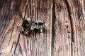 Two bevel gears after manufacturing lie on a wooden background