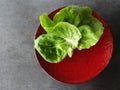 Bibb Lettuce Leaves on a Round Red Ceramic Plate against a Gray Background