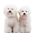 Two bichon frise puppy dogs standing Royalty Free Stock Photo