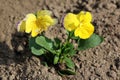 Two bicolor Wild pansy or Viola tricolor small wild flowers with dark blue and yellow petals surrounded with dark green leaves and Royalty Free Stock Photo