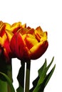 Two bicoloured red orange to yellow tulip flowers Royalty Free Stock Photo