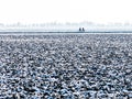 Two bicyclists in polder in winter, Holland Royalty Free Stock Photo