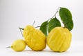 Two big amalfi cedars and one lemon Royalty Free Stock Photo