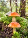 Two big aspen mushrooms in a forest in autumn. Forest mushroom picking season. Red-capped scaber stalk. Edible boletes Royalty Free Stock Photo