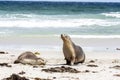 Two big Australian Sea Lions Neophoca cinerea on the sandy beach. Kangaroo Island, South Australia