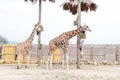 Two big beautiful giraffe eating grass Royalty Free Stock Photo