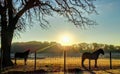 Two Beautiful Horses with Sunrise on Farm Royalty Free Stock Photo