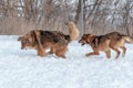 Two big beautiful red dogs play catch-up in a snow area Royalty Free Stock Photo