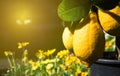 two big beautigul yellow juicy lemons growing on the three sunlit on the summer day. Horizontal, summer concept, raw fruits and v Royalty Free Stock Photo