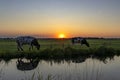 Two big-billed cows graze along a ditch during a beautiful sunset over the Meerpolder in Zoetermeer