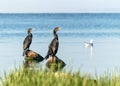 Two big black birds cormorants sitting on rocks on blue water on a sunny summer day. Ukraine, Kakhovka Reservoir Royalty Free Stock Photo