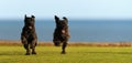 Two big black dogs Giant Schnauzer running on the grass