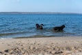 Two big black dogs are swimming. A male and a female frolic in the water of a wide river. Sandy shore with human and animal Royalty Free Stock Photo