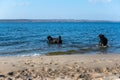 Two big black dogs are swimming. A male and a female frolic in the water of a wide river. Sandy shore with human and animal Royalty Free Stock Photo