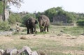 Two Big and Black Indian Elephants Royalty Free Stock Photo