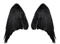 Two big black raven wings with big feathers isolated on white background Royalty Free Stock Photo