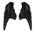 Two big black raven wings with big feathers isolated on white background