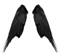 Two big black raven wings with big feathers isolated on white background Royalty Free Stock Photo