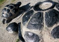 Two big black turtles park objects in sand, close up view from a Royalty Free Stock Photo