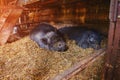 Two big black Vietnamese pigs sleeping on straw in an open barn Royalty Free Stock Photo