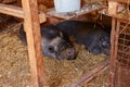 Two big black Vietnamese pigs sleeping on straw in an open barn Royalty Free Stock Photo