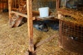 Two big black Vietnamese pigs sleeping on straw in an open barn Royalty Free Stock Photo