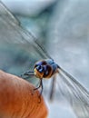 two big blue dragonfly eyes Royalty Free Stock Photo