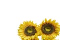 Two big bright yellow sunflowers against a white background - room for copy Royalty Free Stock Photo