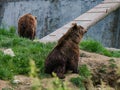 Two big brown bears playng in the back yard