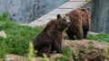 Two big brown bears playng in the back yard