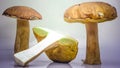 Two Big brown boletus mushrooms sliced